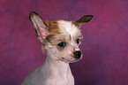 Chinese Crested Dog Welpe Portrait