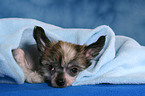 liegender Chinese Crested Dog Welpe