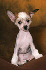 sitzender Chinese Crested Dog Welpe