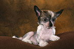 liegender Chinese Crested Dog Welpe