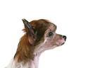 Chinese Crested Dog Welpe