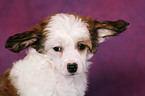 Chinese Crested Dog Powderpuff Welpe im Portrait