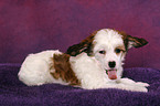 ghnender Chinese Crested Dog Powderpuff Welpe