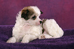 liegender Chinese Crested Dog Powderpuff Welpe