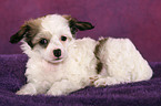 liegender Chinese Crested Dog Powderpuff Welpe