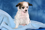 sitzender Chinese Crested Dog Powderpuff Welpe