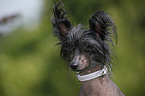 Chinesischer Schopfhund Portrait