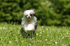 rennender Chinese Crested Powderpuff