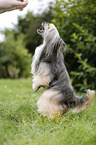 Chinese Crested Powderpuff