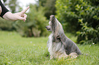 Chinese Crested Powderpuff