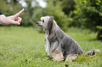 Chinese Crested Powderpuff