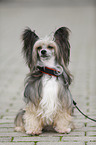 Chinese Crested Powderpuff