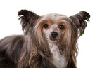 Chinesischer Schopfhund Portrait