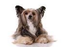 liegender Chinesischer Schopfhund