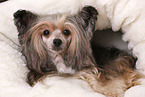 liegender Chinesischer Schopfhund