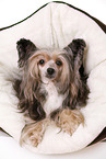 liegender Chinesischer Schopfhund