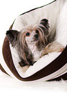 liegender Chinesischer Schopfhund