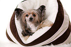 liegender Chinesischer Schopfhund