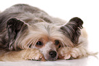 liegender Chinesischer Schopfhund