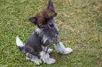 Chinese Crested Dog Welpe