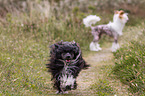 2 Chinese Crested Dogs