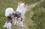 Chinese Crested Dog