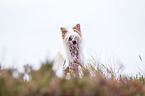 rennender Chinese Crested Dog