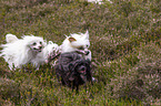 3 Chinese Crested Dogs