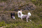 2 Chinese Crested Dogs