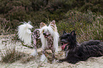 2 Chinese Crested Dogs