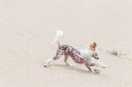 rennender Chinese Crested Dog