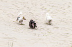 3 Chinese Crested Dogs