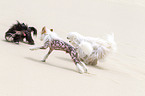 3 Chinese Crested Dogs