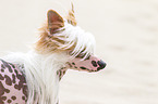 Chinese Crested Dog Portrait