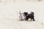 3 Chinese Crested Dogs