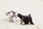 3 Chinese Crested Dogs