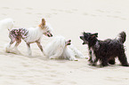 3 Chinese Crested Dogs