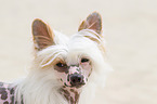 Chinese Crested Dog Portrait