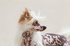 Chinese Crested Dog Portrait