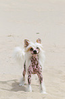 Chinese Crested Dog