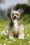 sitzender Chinese Crested Powderpuff