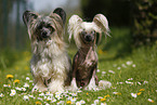 2 Chinese Crested Dogs