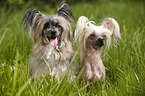 2 Chinese Crested Dogs