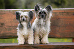 Chinese Crested Dogs