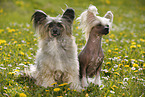 2 Chinese Crested Dogs