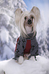 sitzender Chinese Crested Dog