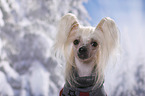 Chinese Crested Dog Portrait