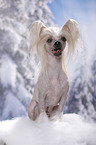 sitzender Chinese Crested Dog