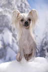 sitzender Chinese Crested Dog