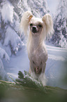 Chinese Crested Dog